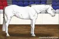Horse Color:Bay Splash Tobiano Near Leopard 