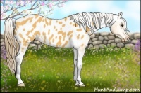 Horse Color:Buckskin Blanket 