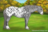 Horse Color:Blue Roan Frame Appaloosa