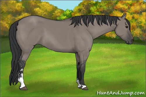 Horse Color: Grullo Sabino 