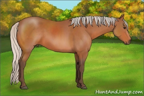 Horse Color: Silver Bay Sabino 