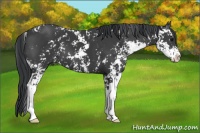 Horse Color:Black Sabino