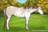 Horse Color:Grullo Pearl Sabino