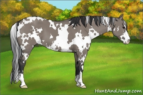Horse Color: White Spotted Grullo Sabino 