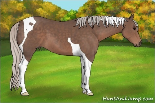 Horse Color: Silver Black Tobiano 