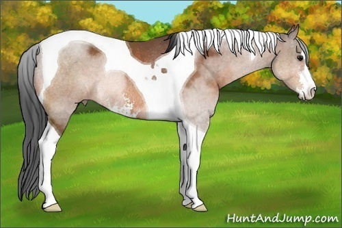 Horse Color: Bay Sabino Tobiano Rabicano 