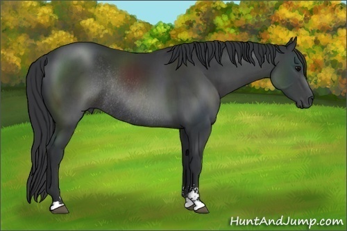 Horse Color: Black Sabino Rabicano 