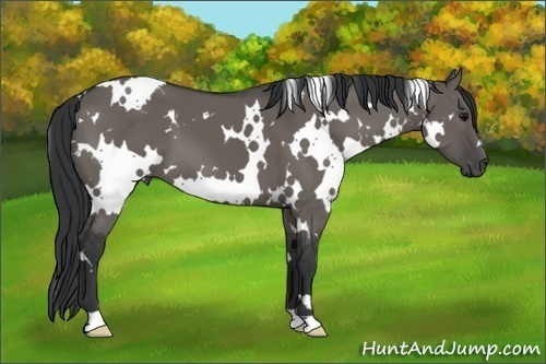 Horse Color: White Spotted Grullo 