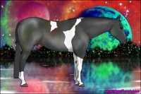 Horse Color:Black Sabino Tobiano 