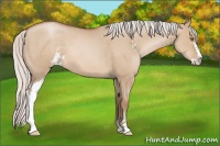 Horse Color:Silver Grullo Pearl Sabino 