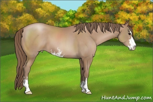 Horse Color: Black Pearl Sabino 
