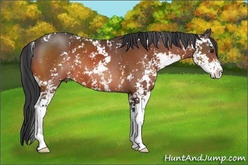 Horse Color: Brown Sabino 