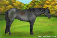 Horse Color:Black Sabino 