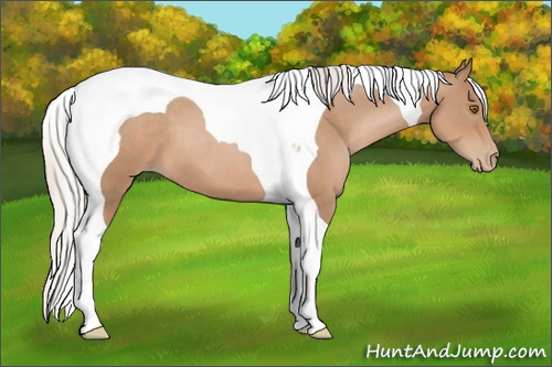 Horse Color: Silver Black Pearl Tobiano 
