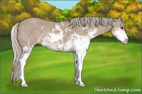 Horse Color:Silver Grullo Sabino 