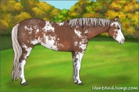 Horse Color:Silver Black Sabino 