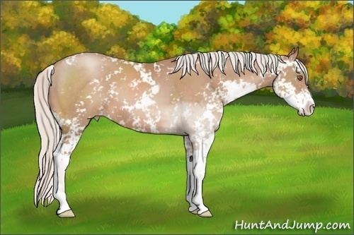 Horse Color: Silver Black Pearl Sabino 