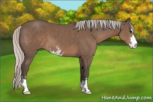 Horse Color: Silver Black Sabino 