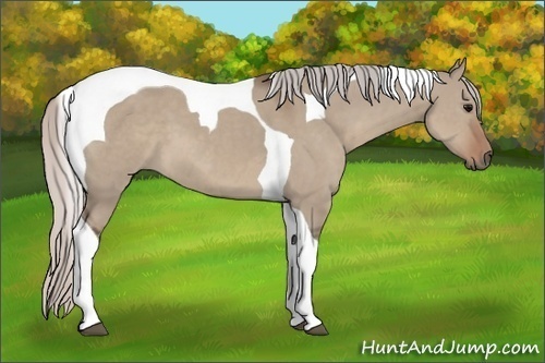 Horse Color: Silver Grullo Tobiano 