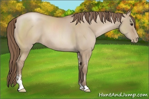 Horse Color: Grullo Pearl Sabino 