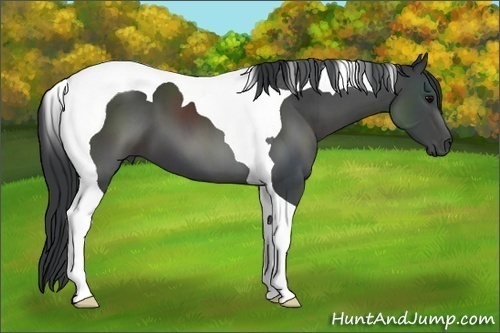Horse Color: Black Tobiano 