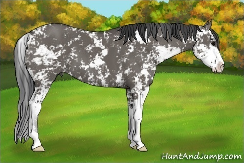Horse Color: Grullo Sabino 