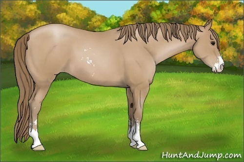 Horse Color: Black Pearl Sabino 