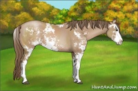 Horse Color:Black Pearl Sabino 