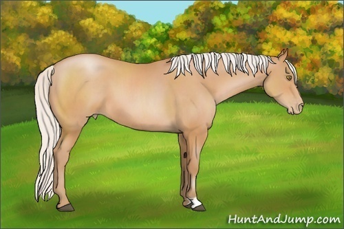 Horse Color: Silver Bay Pearl 