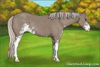 Horse Color:Silver Grullo Sabino 
