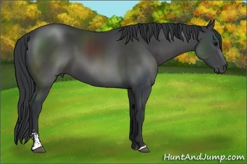 Horse Color: Black Sabino 