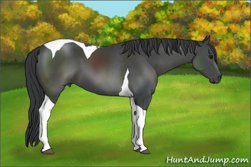 Horse Color: Black Sabino Tobiano 