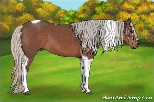 Horse Color: Silver Black Sabino Tobiano 