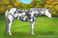 Horse Color:Black Sabino 
