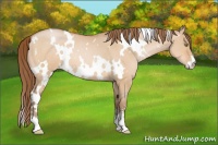 Horse Color:White Spotted Brown Pearl Dun Sabino 