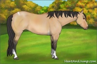 Horse Color:Bay Dun Tobiano 