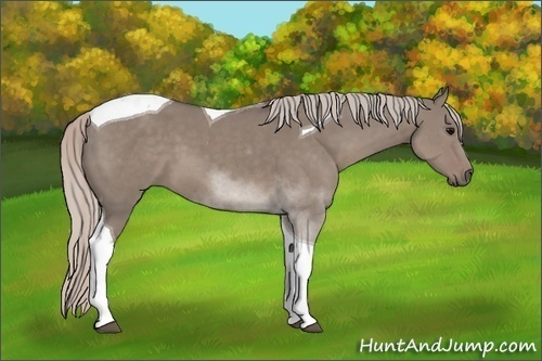 Horse Color: Silver Grullo Sabino Tobiano 