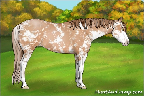 Horse Color: Brown Pearl Sabino 