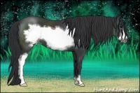 Horse Color:Black Sabino Frame 