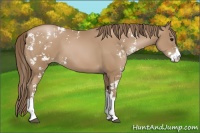 Horse Color:Black Pearl Sabino