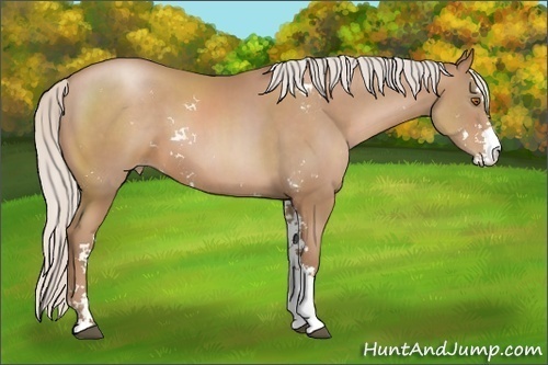 Horse Color: Silver Black Pearl Sabino 