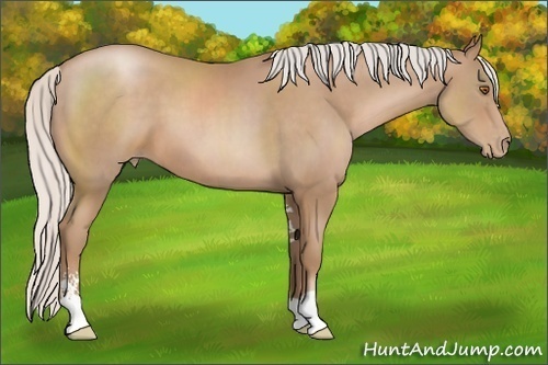 Horse Color: Silver Black Pearl Sabino 