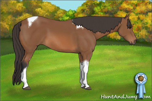 Horse Color: Unknown 