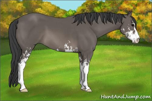 Horse Color: Black Sabino 