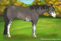 Horse Color:Black Sabino