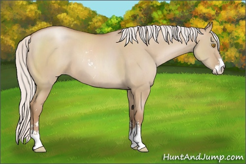 Horse Color: Silver Grullo Pearl Sabino 