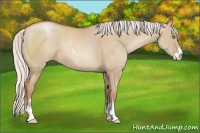 Horse Color:Silver Grullo Pearl Sabino 