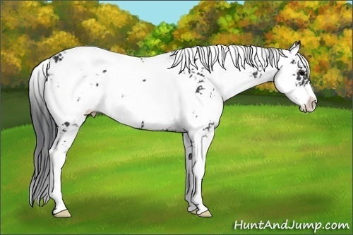 Horse Color:Black Sabino 