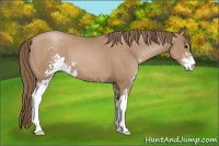Horse Color:Black Pearl Sabino 