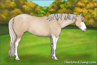 Horse Color:Silver Grullo Pearl Sabino 